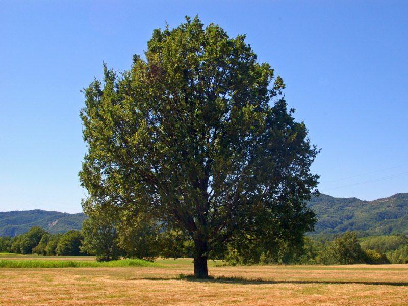 Una bella quercia solitaria - Quercus cfr. pubescens